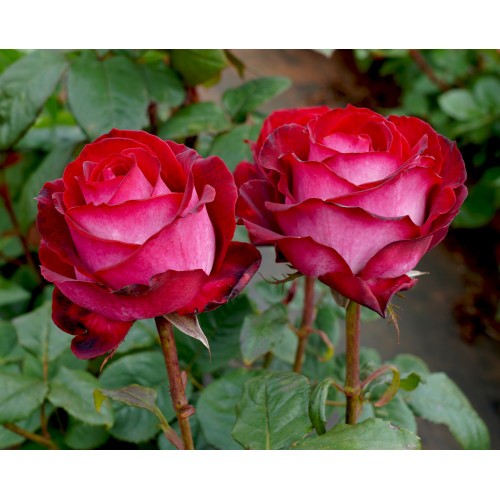 A Daughters Gift (Potted Rose)